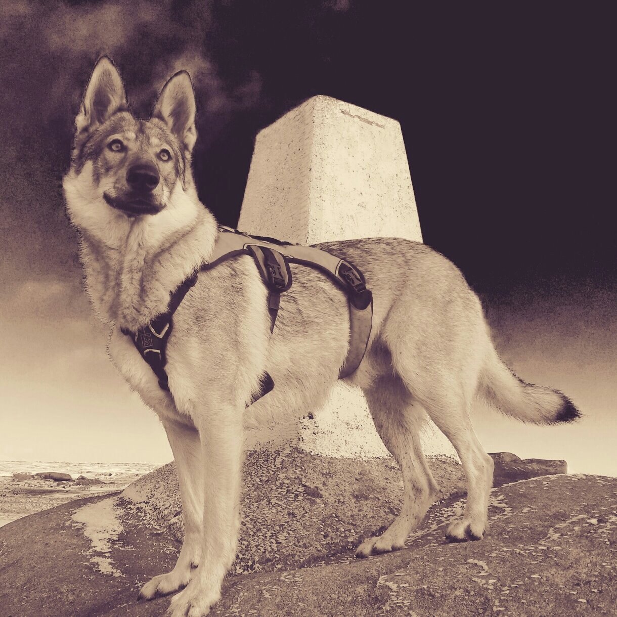 Aetheria/Female/Czechoslovakian Wolfdog Image